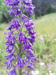 Delphinium barbeyi