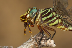 Aphylla angustifolia