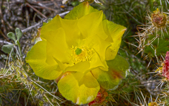 Opuntia polyacantha erinacea