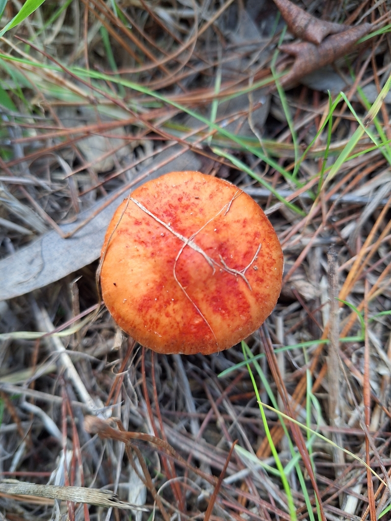 Leratiomyces ceres · April 2025 · photo: © heidimeudt (iNaturalist, cc-by)