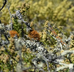 Teloschistes flavicans