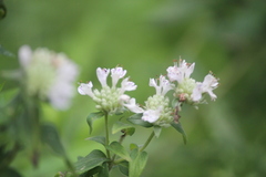Pycnanthemum verticillatum
