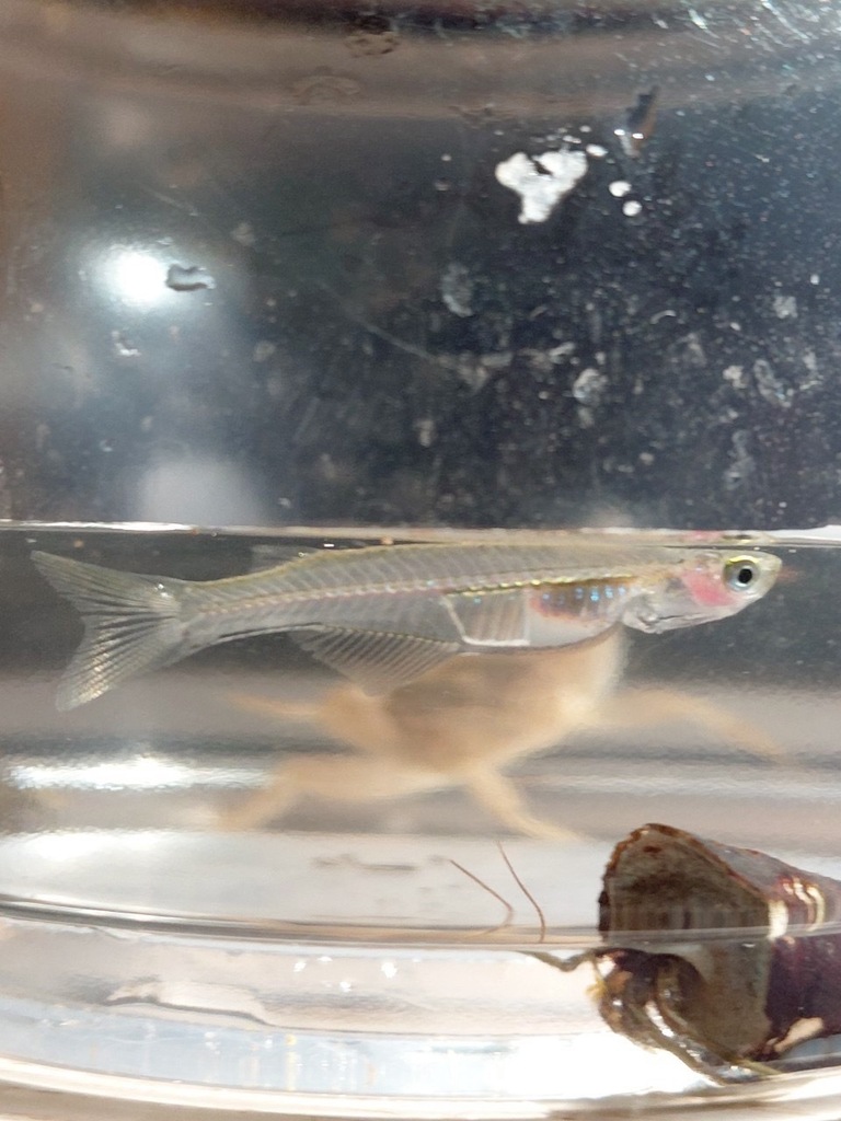 Phallostethus