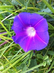 Ipomoea stans