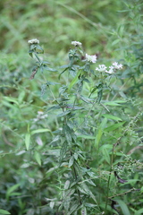 Pycnanthemum verticillatum