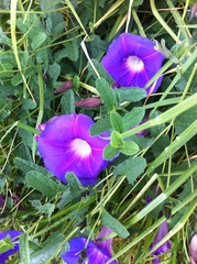 Ipomoea stans