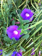Ipomoea stans