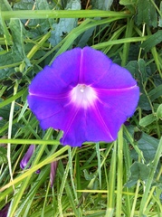 Ipomoea stans