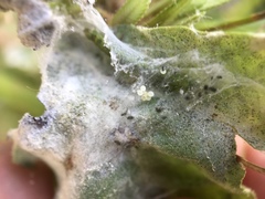 Lepidoptera