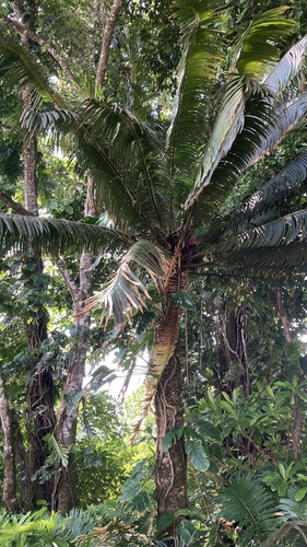 Cycas rumphii observed 2025-04-26