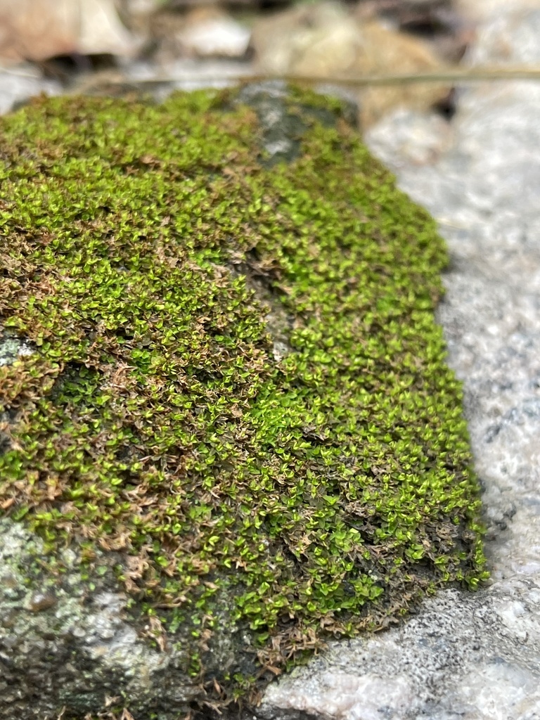 Hyophila propagulifera (Hyophila propagulifera)