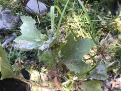 Lepidoptera