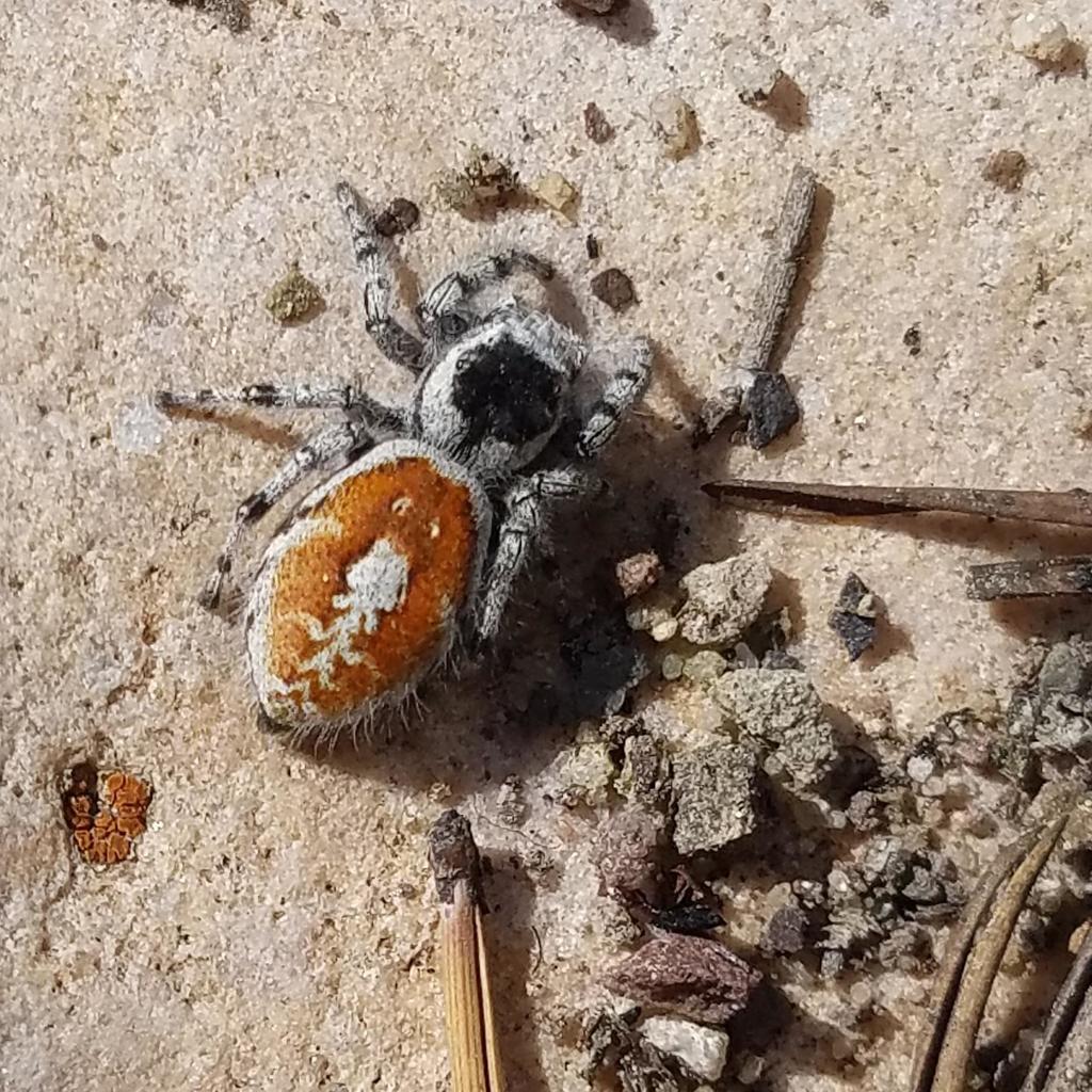 Phidippus insignarius