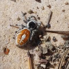 Phidippus tyrrelli