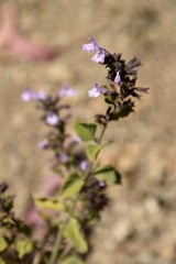 Clinopodium menthifolium ascendens