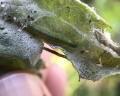 Lepidoptera
