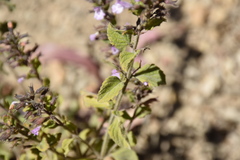 Clinopodium menthifolium ascendens