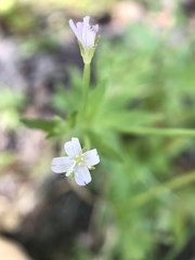 Epilobium