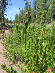 Salix boothii