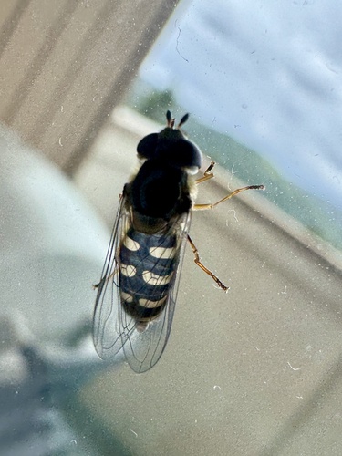Common Loopwing Aphideater photo 3