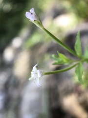 Epilobium