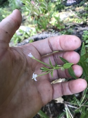 Epilobium