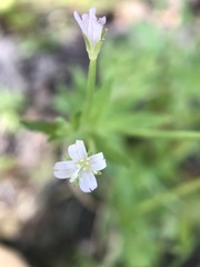 Epilobium