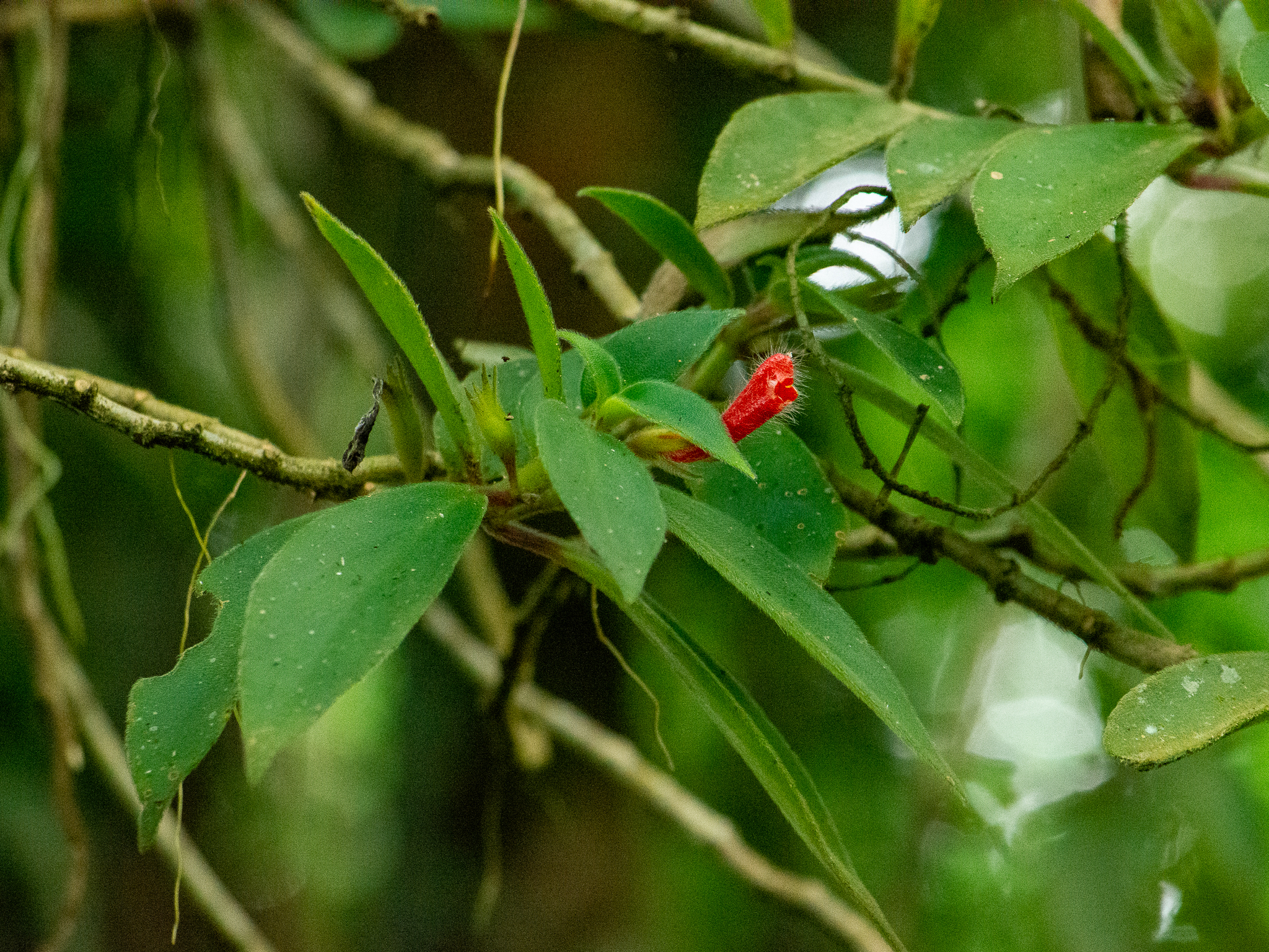 Nematanthus fissus