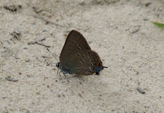 Satyrium edwardsii