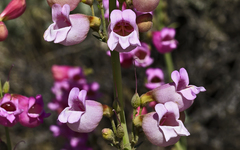 Penstemon floridus floridus
