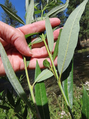 Salix lemmonii