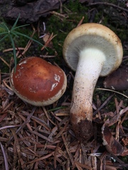 Pholiota avellaneifolia