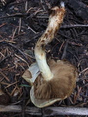 Pholiota avellaneifolia