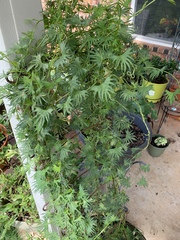 Ipomoea × multifida