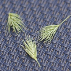 Muhlenbergia frondosa