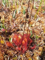 Drosera × obovata
