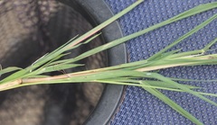 Muhlenbergia frondosa