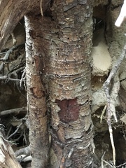 Pholiota avellaneifolia