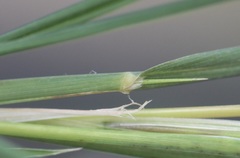 Muhlenbergia frondosa