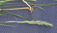 Muhlenbergia frondosa