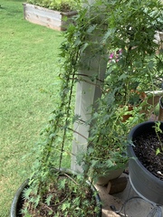 Ipomoea × multifida