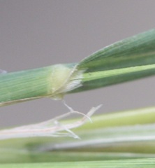 Muhlenbergia frondosa