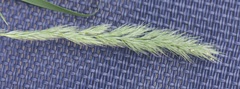 Muhlenbergia frondosa