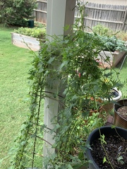 Ipomoea × multifida