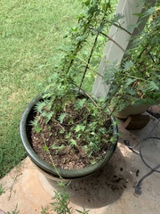 Ipomoea × multifida