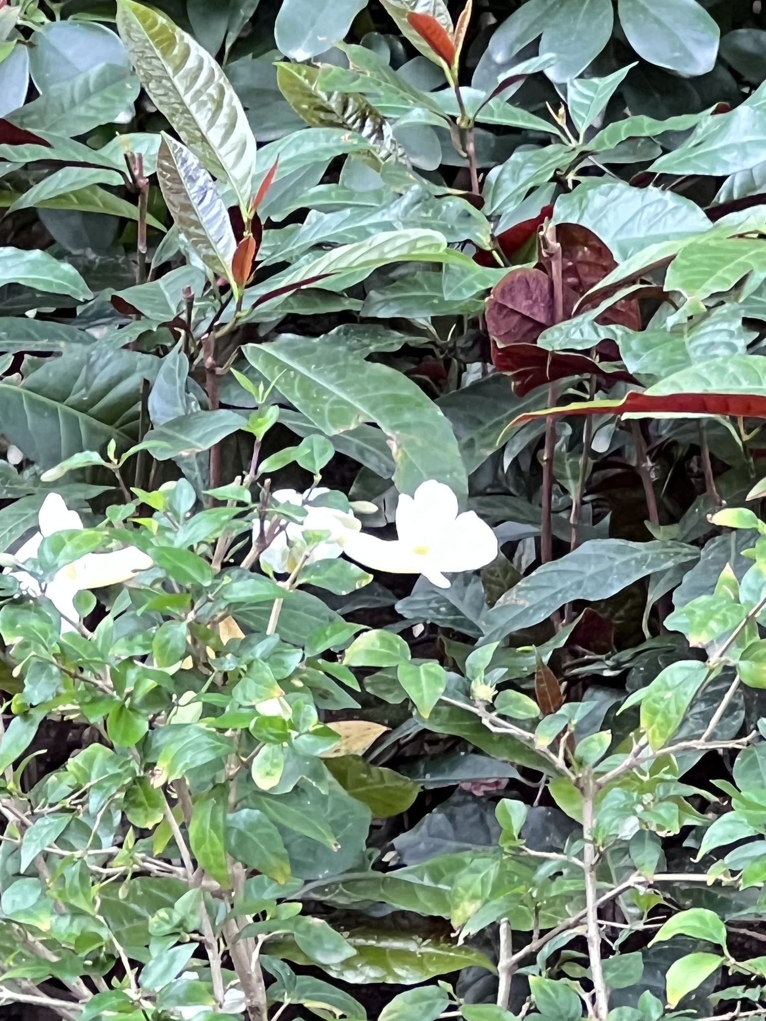 Imagem de Mussaenda-branca