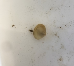 Corbicula fluminea