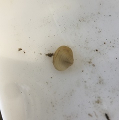 Corbicula fluminea