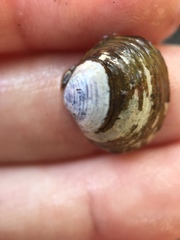 Corbicula fluminea