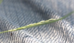 Muhlenbergia cuspidata